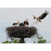 3140_0672  Storchennest mit Jungstörchen; Elternteil bringt Baumaterial fürs Nest. | 